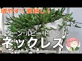 115【多肉植物】ネックレス系多肉を増やす夏越し！グリーン・ルビネ・ドルフィン・保険株を作ろう！