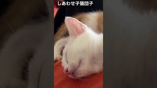 腹上幸せ子猫団子 #保護猫 #cat #ねこ #猫 #子猫 #animal #cute #kitten #こねこ #shorts