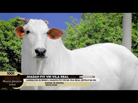 LOTE 1001   JHADAH FIV VRI VILA REAL   VRI 1847 zap