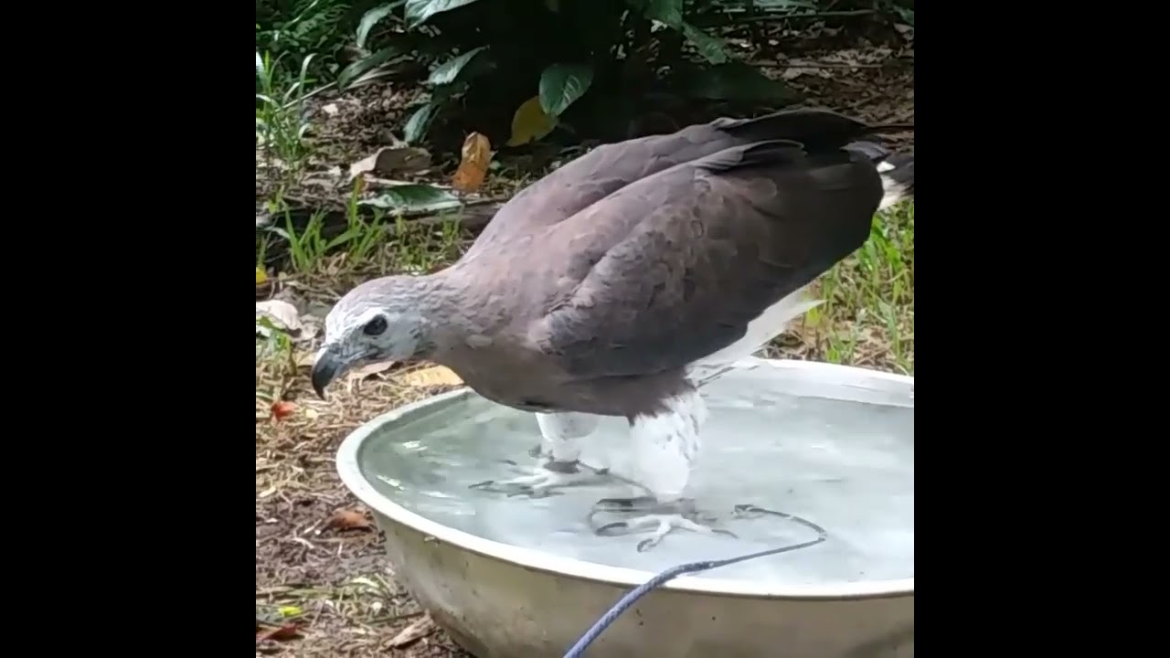 Grey Headed Fish Eagle 🦅 