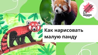 Как нарисовать малую панду. Рисование для детей и взрослых