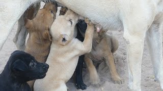 Grandma Breastfeeds Puppies Instead Of It's Mother Because Mother Doesn't Have Enough Milk by Animals007 158 views 3 weeks ago 3 minutes, 53 seconds