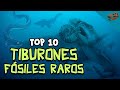 Top 10: Tiburones fósiles RAROS