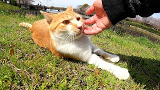 茶シロ猫が池のほとりの芝生でゴロゴロする