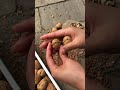 Walnuts cracked open with bare hands