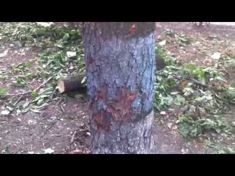 РАСПРОСТРАНЯЕМ. Деревья знают правду. Луганск(Lugansk) 03.06.2014