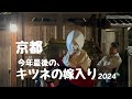 【京都・高台寺】絶対見てね!今年で最後の『キツネの嫁入り』2024(切り抜き)