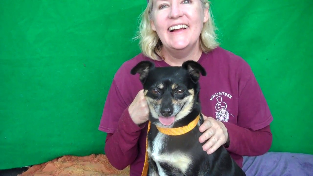 dog adoption mauritius A4223271 Lucky | Beagle/Miniature Pinscher/Chihuahua