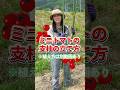 ミニトマトの支柱を立てよう ※全編は関連動画から👀 #家庭菜園 #野菜作り #初心者