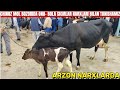 CHINOZ MOL BOZORIDA ONA- BOLA SIGIRLAR NARXLARI BILAN TANISHAMIZ🐄🐄