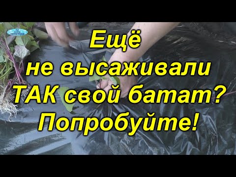 Посаженный ТАК батат даёт ОТЛИЧНЫЙ урожай!