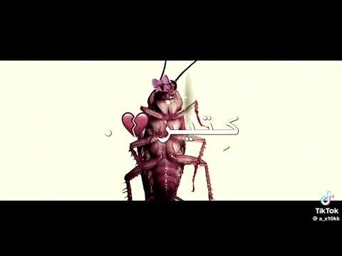 ويلي ويلي من الصراصير انا بخاف كثير كثير