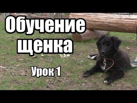 Вопрос: Как дрессировать щенка?