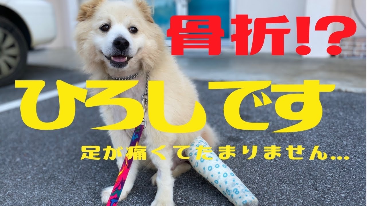 感動 子犬 段ボールに捨てられた子犬達 一生懸命生きようとする姿に感動 Youtube 感動 子犬 段ボールに捨てられた子犬達 一生懸命生きようとする姿に感動 Youtube