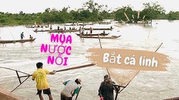 Bắt Cá Linh Mùa Nước Nổi Miền Tây | Viet Cali TV