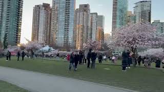 Cherry Blossom Festival Vancouver 2026 🌸David Lam Park Spring Walk