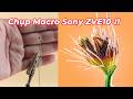 Chụp Macro bằng Máy ảnh Sony ZVE10-II (ZVE10M2) và  Lens Macro FE 2.8/50 Macro