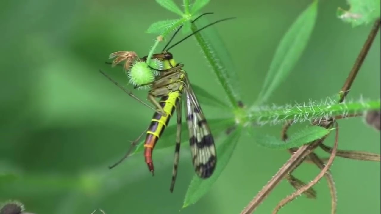 "Unveiling the Enigmatic World of Panorpidae: Scorpionflies and Their Fascinating Traits"
