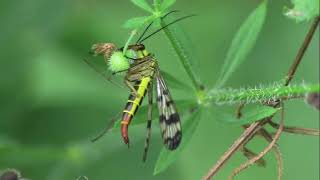 "Unveiling the Enigmatic World of Panorpidae: Scorpionflies and Their Fascinating Traits"