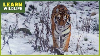 Inside the Secret Lives of Tigers - Stunning Footage and New Discoveries