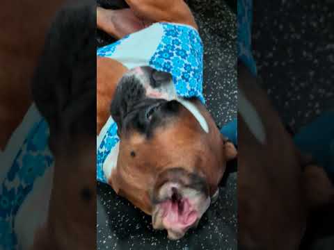 超大型犬相手にも指導するパワ子先生 #ボクサー犬 #ロットワイラー #超大型犬 #大型犬 #ドッグファイト #犬のしつけ #ドッグトレーニング #犬の幼稚園 #dogshorts