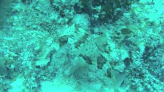 Belize dive# 2  09/28/ 2010