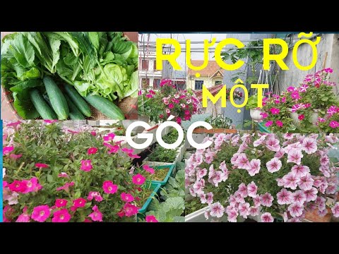 Video: Thông tin về nấm Impatiens - Thực vật thay thế cho nấm mốc sương mai Impatiens