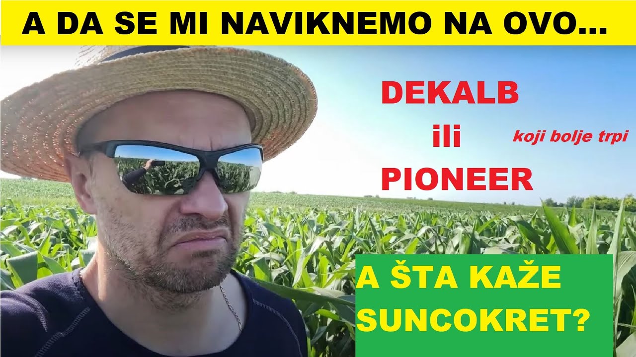 Da li će kukuruz preživeti i doživeti prvu kišu?