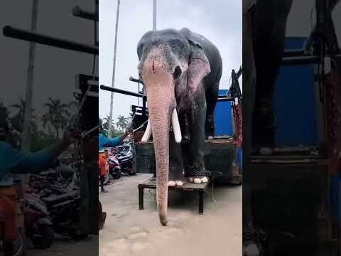 Video: Gajah mana yang lebih besar?