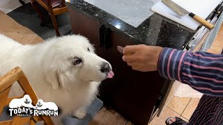 おイモの美味しい季節になっておやつが充実のルンルンです　Great Pyrenees　グレートピレニーズ