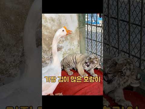 이 어린 호랑이는 새끼였을 때부터 백조를 무서워했고, 백조들에게 괴롭힘을 당했습니다. #동물 thumbnail