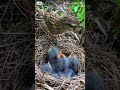 Mother bird feeds her little kids, 27/5/2026