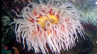 Facts: The Fish-Eating Anemone by Deep Marine Scenes 1,003 views 4 days ago 2 minutes, 37 seconds