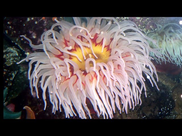 Facts: The Fish-Eating Anemone class=