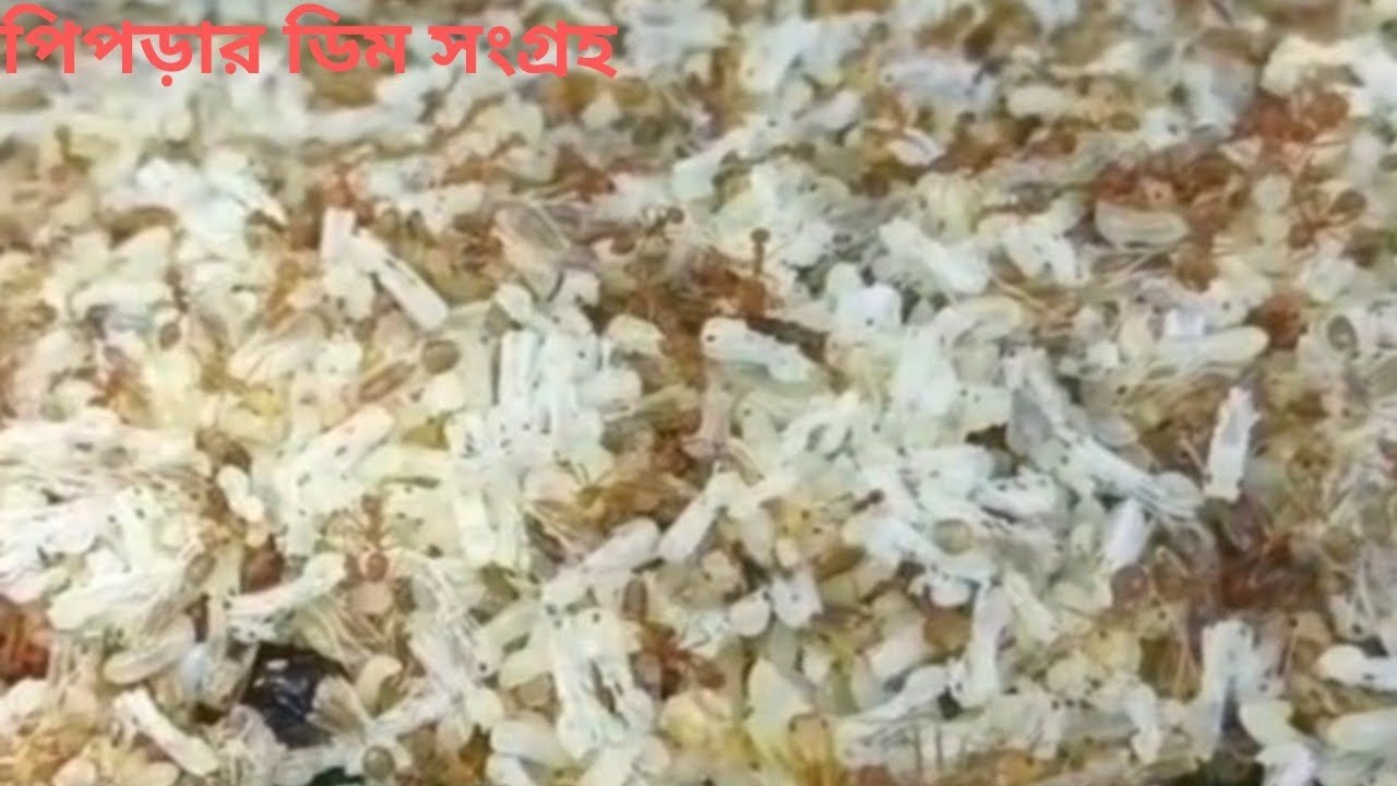 পিঁপড়ার ডিম সংগ্রহ করা। পিঁপড়ার ডিম পরিষ্কার করার নিয়ম।Collecting ants egg #পিপড়ারডিম#ডিম#মাছধরারটোপ