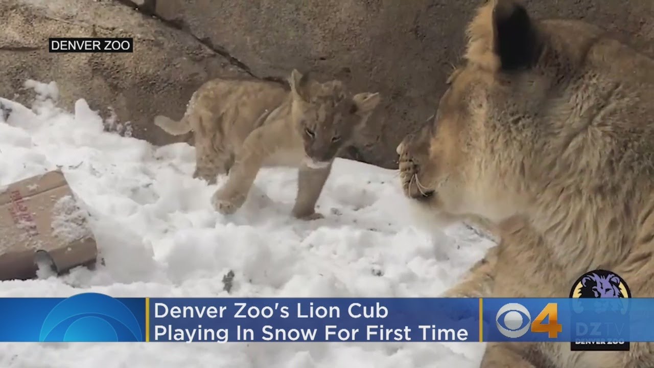 VIDEO Denver Zoo's Lion Cub Has A 'Blast' Playing In Snow For First