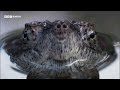 The Biggest Insect Emergence on the Planet | 20 Years of Planet Earth | BBC Earth