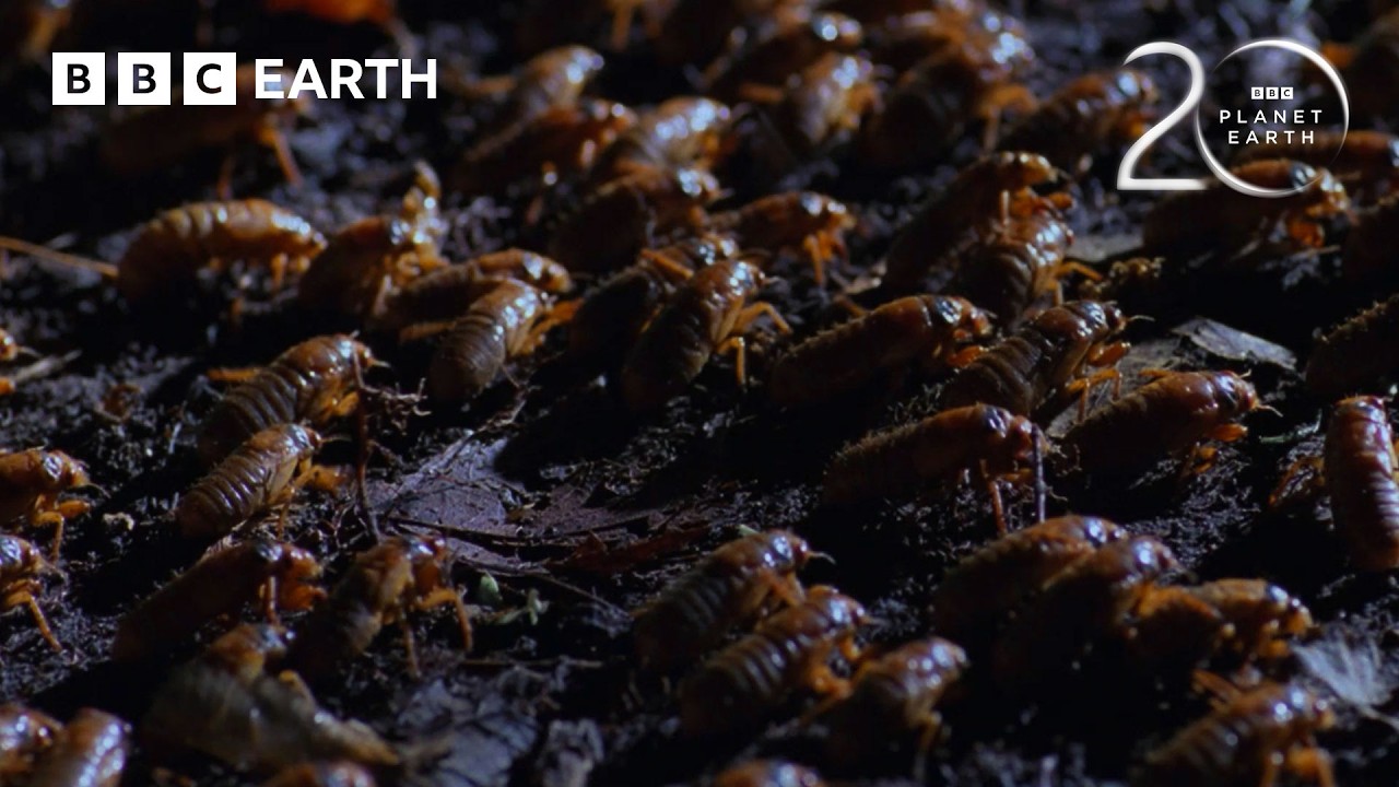The Biggest Insect Emergence on the Planet | 20 Years of Planet Earth