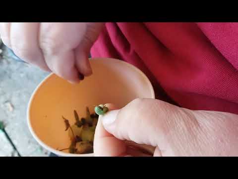 Saving Black Eyed Susan Vine Seeds - Part 1