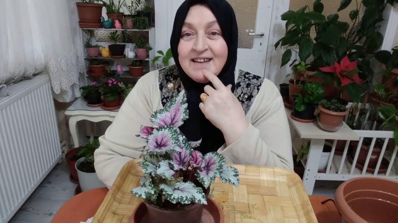 YAPRAK GÜZELİ REX BEGONYA NASIL ÇOĞALTILIR VE BAKIMI NASIL YAPILIR (BEGONİA REX)