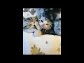 cute kittens 🐱😸😽 videos compilation  प्यारा बिल्ली के बच्चे comp वीडियो संकलन