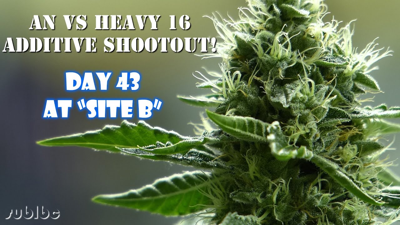 AN vs Heavy 16 Additive Shootout - Day 43 - Site B SFVOG