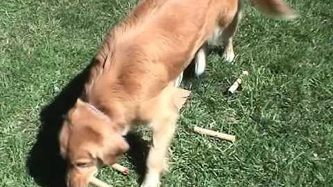 Teaching the Scent Discrimination Exercise Trailer