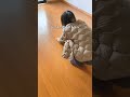 注意喚起に再放送します🙇♂️築古 #賃貸 #耐用年数 原状回復ガイドライン 退去費用 退去トラブル 引っ越し 引っ越し費用 賃貸退去 退去費用ぼったくり 原状回復 原状回復費用