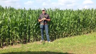 What to look for during corn pollination. By Steve Eichenberger