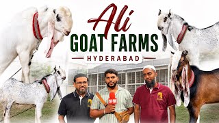 Ali Goat Farm Hyderabad Gets 3 Jaat Bloodline Kota Kids from Shalimar Farms Pune