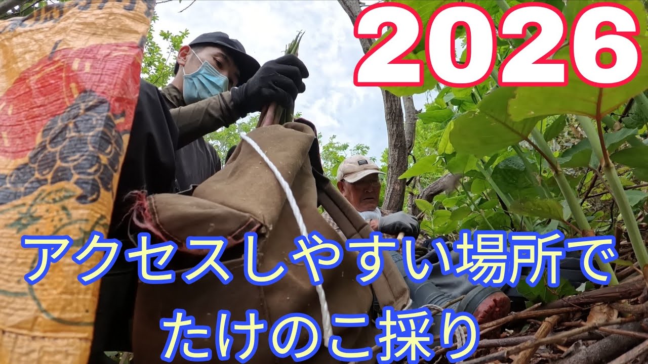 Enough for eating] Picking bamboo shoots by the roadside