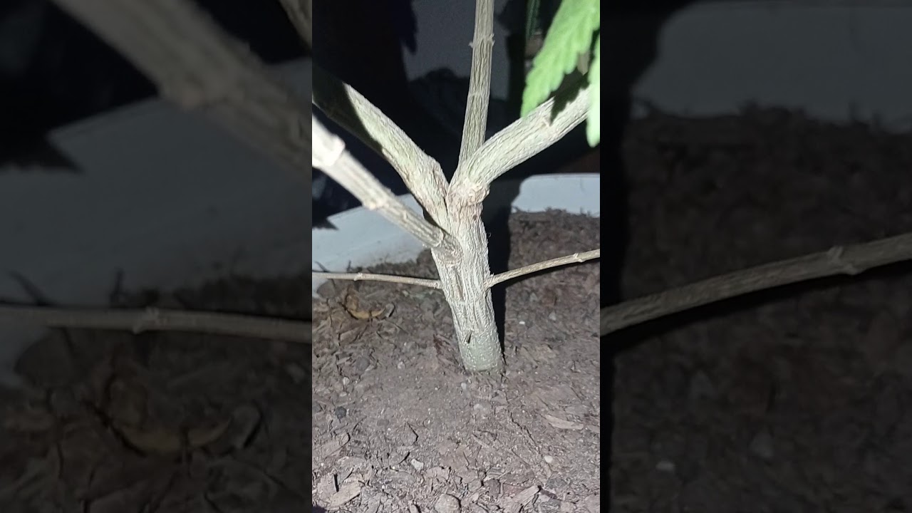 northern kush and Jack Orange