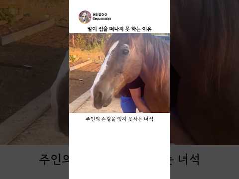 말이 집을 떠나지 못 하는 이유 thumbnail