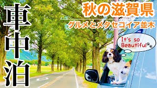 ハイエースキャンピングカーで車中泊｜グルメと緑の癒し旅 in 滋賀県｜リゾート空間で美味しいお蕎麦｜しゃれたカフェでコーヒーを｜ワンコ同伴OK店